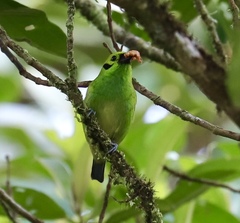 Emerald Tanager photo 2
