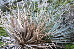 Hesperoyucca whipplei