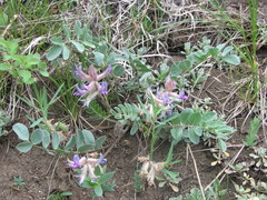 Astragalus shortianus