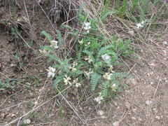 Astragalus parryi