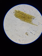 Bacillaria paxillifera