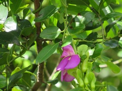 Canavalia bonariensis