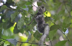 Callithrix jacchus × penicillata