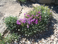 Astragalus spatulatus
