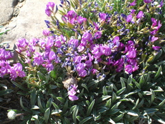 Astragalus spatulatus