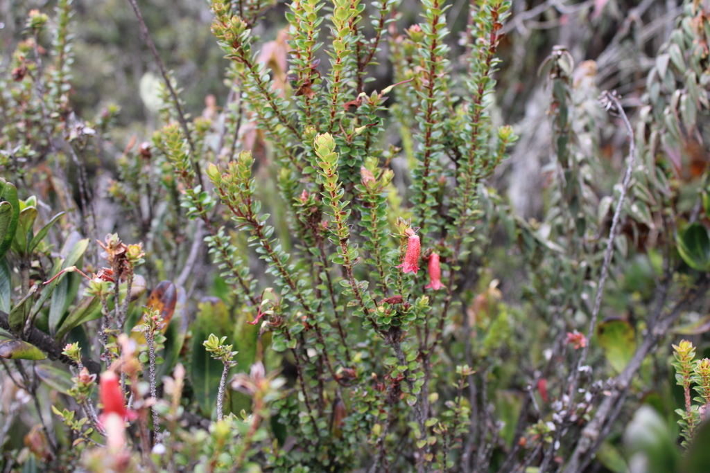 Rhododendron gaultheriifolium (Rhododendron gaultheriifolium)
