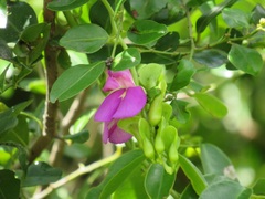 Canavalia bonariensis