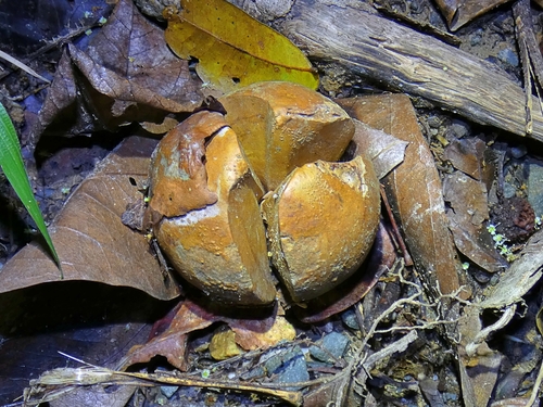 Image of Idiospermum australiense by (c) Kai Squires, some rights reserved (CC BY)