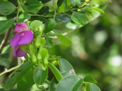 Canavalia bonariensis