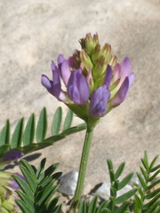 Astragalus laxmannii robustior