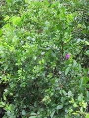 Canavalia bonariensis