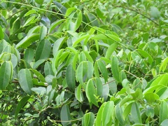 Canavalia bonariensis