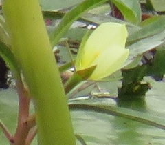 Ludwigia adscendens