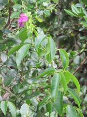 Canavalia bonariensis