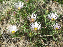 Townsendia grandiflora