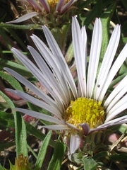 Townsendia grandiflora