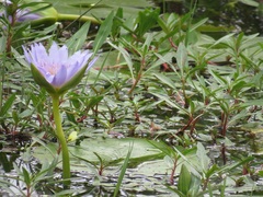 Ludwigia adscendens