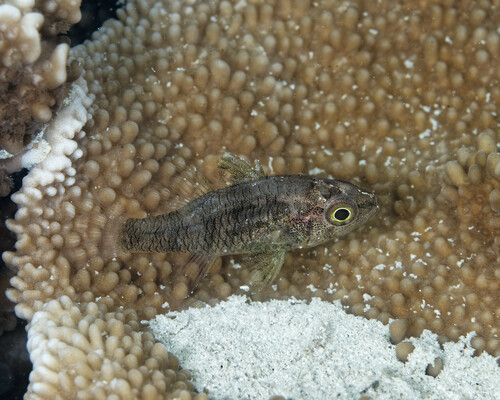 Bay cardinalfish (Foa brachygramma) — Apogonidae