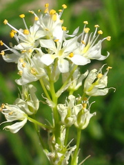 Melanthieae