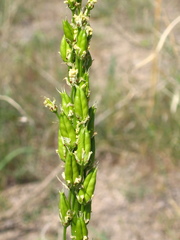 Melanthieae