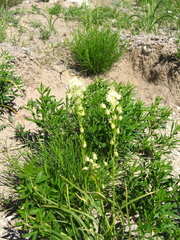 Melanthieae