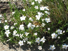 Phlox andicola