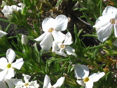 Phlox andicola