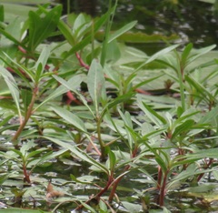 Ludwigia adscendens