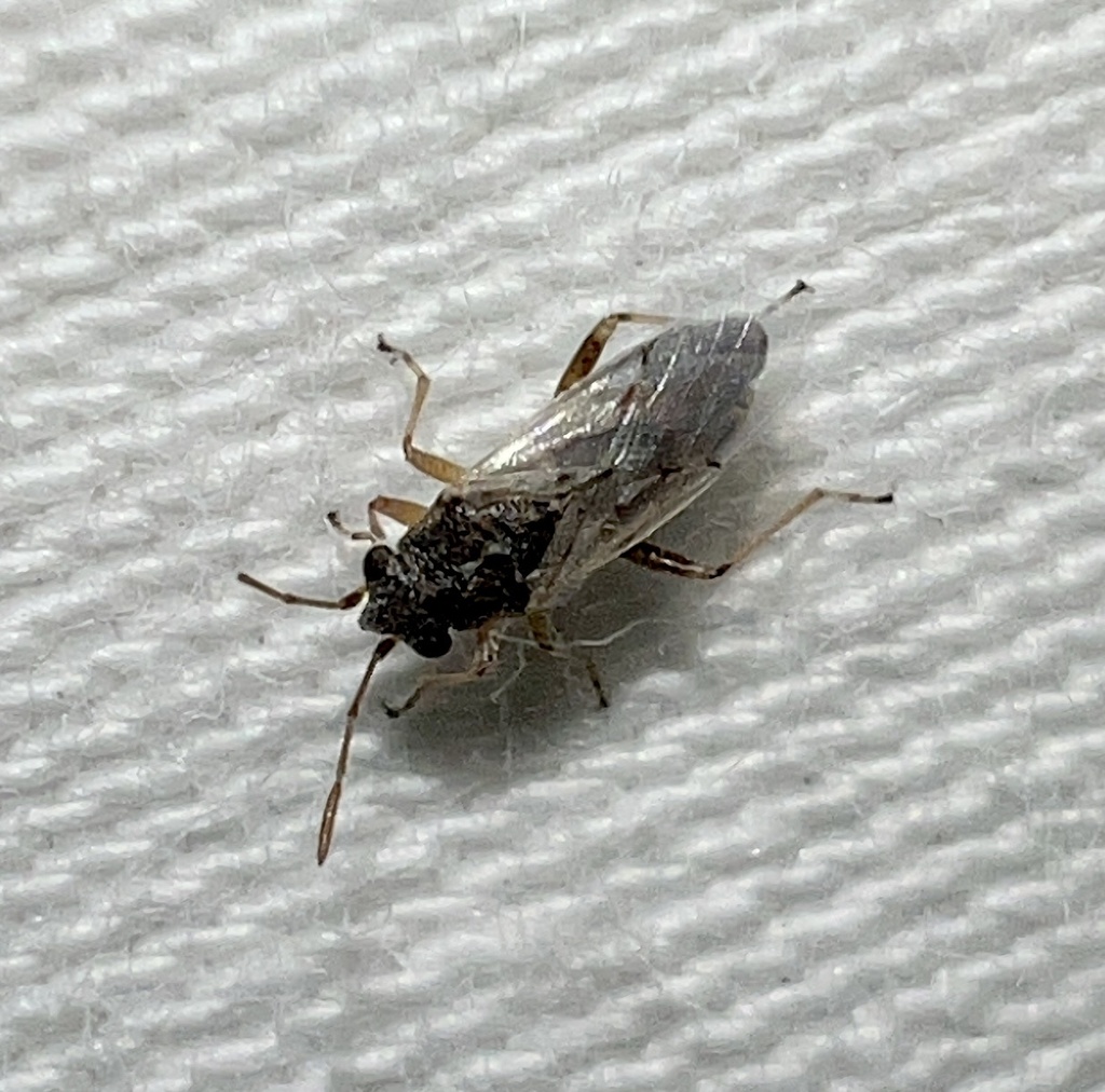 Nysius raphanus