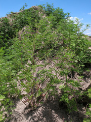 Ambrosia artemisiifolia