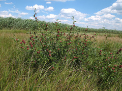 Glycyrrhiza echinata
