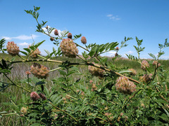 Glycyrrhiza echinata
