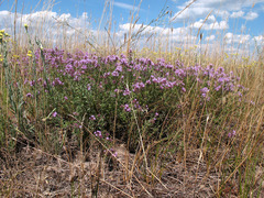 Thymus pallasianus
