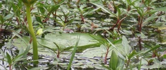 Ludwigia adscendens