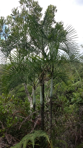 Dypsis baronii image