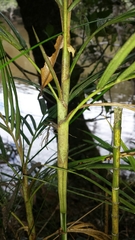 Dypsis