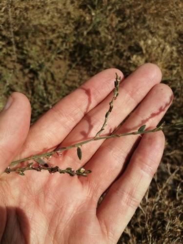 Red-knotgrass (Polygonum patulum)