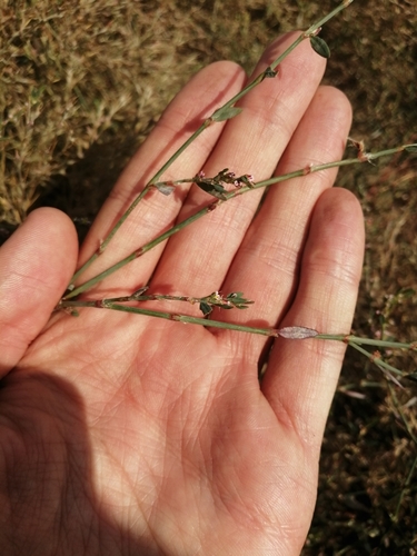 Image of Polygonum patulum by (c) Michael Kozlov, some rights reserved (CC BY)
