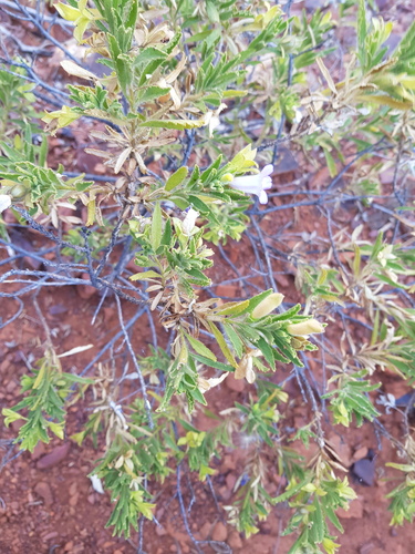 Eremophila canaliculata