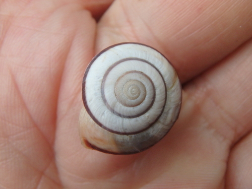 Fruticocampylaea narzanensis