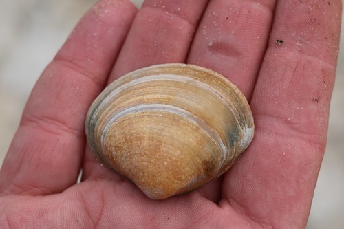 Rayed Trough Shell, Goedereede, NL-ZH, NL, photo 5 of 10