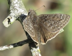 Erynnis tristis