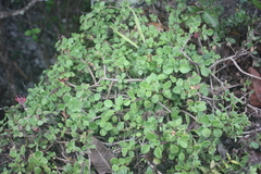 Aeollanthus parvifolius