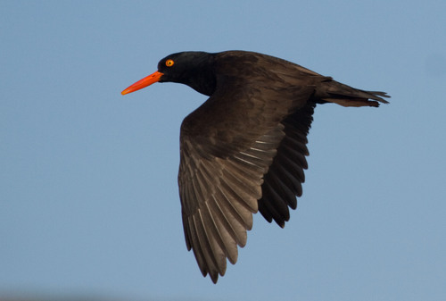Black Oystercatcher