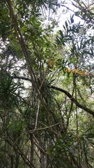 Dypsis procumbens