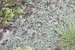 Selaginella dregei
