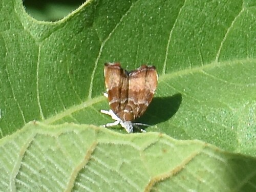 fig-tree skeletonizer moth, Groesbeek, Nederland, photo 8 of 10