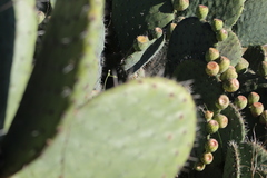 Opuntia joconostle