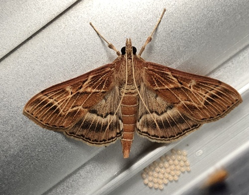 Omiodes blackburni observed 2023-09-04