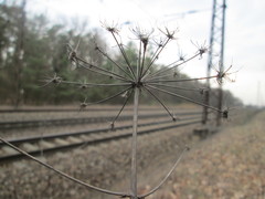 Peucedanum oreoselinum